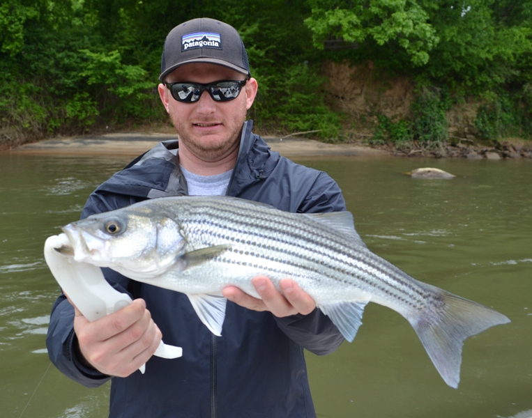 TarPam Guide Service Roanoke River Striper Fishing ChartersTarPam