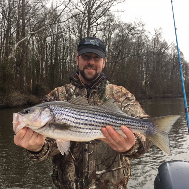 stripers and giant river monsters tar pam guide servicetar pam